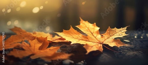 Beautiful autumn leaves on blurred background