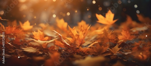 Beautiful autumn leaves on blurred background