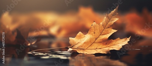 Beautiful autumn leaves on blurred background