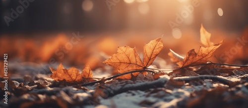 Beautiful autumn leaves on blurred background