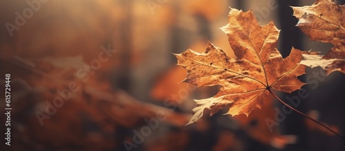 Beautiful autumn leaves on blurred background