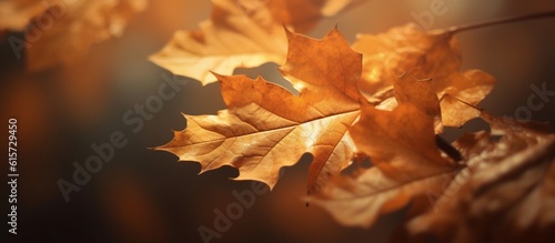 Beautiful autumn leaves on blurred background