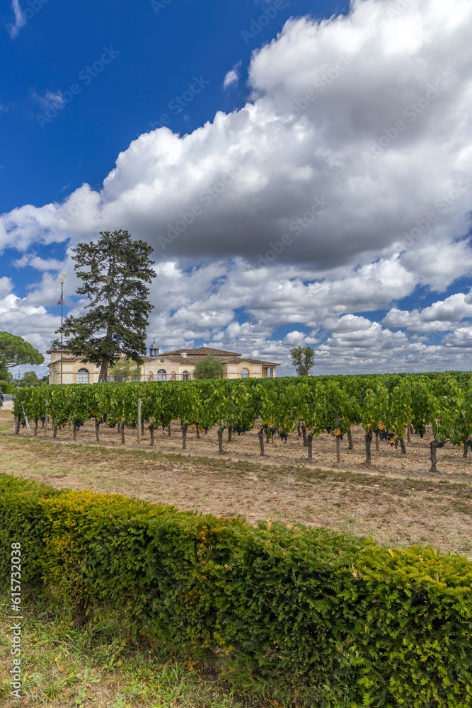 Typical vineyards near Chateau Petrus, Pomerol, Aquitaine, France