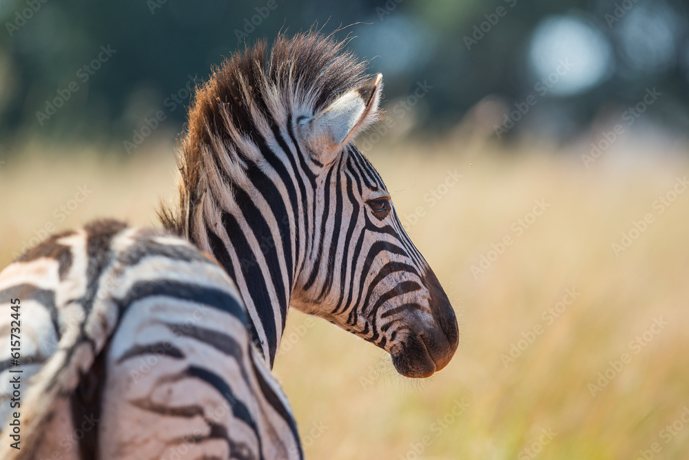 Naklejka premium Plains zebra turning head to the side