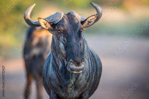 close up of a wildebeest