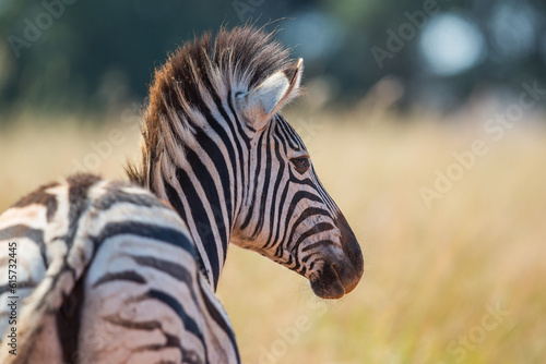 Plains zebra turning head to the side