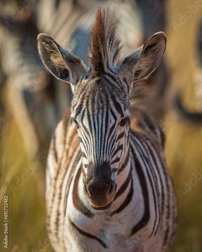 Plains zebra foal on the savanna 