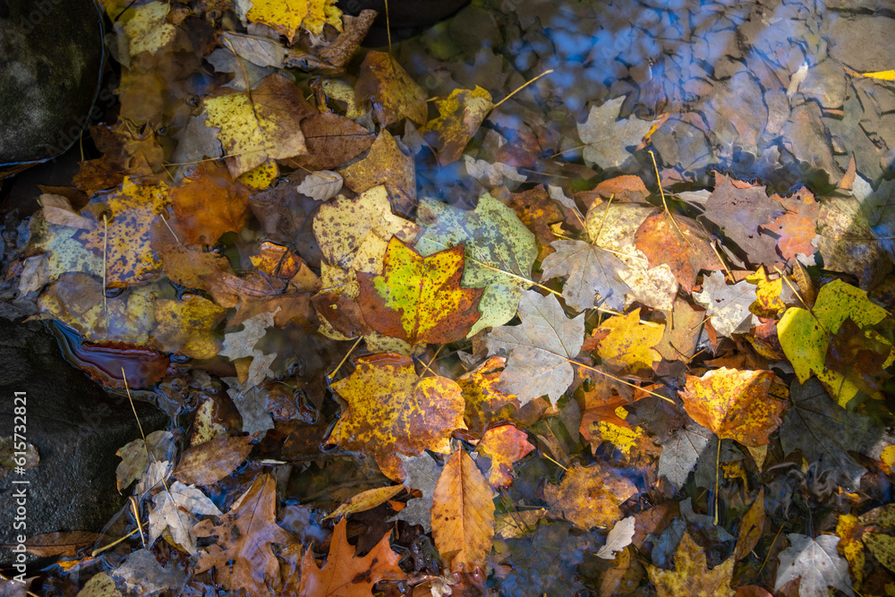 Colorful autumn leaves fallen in flowing stream nature background Colorful autumn leaves fallen in flowing stream nature background
