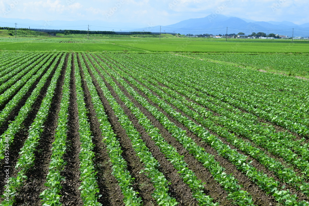 ダイズ畑 山形県庄内