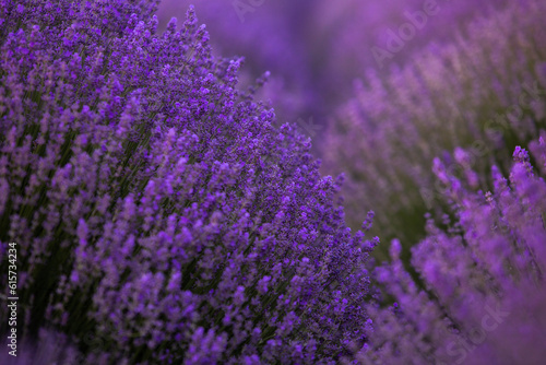 Blooming Lavender Flowers in a Provence Field Under Sunset light in France. Soft Focused Purple Lavender Flowers with Copy space. Summer Scene Background.