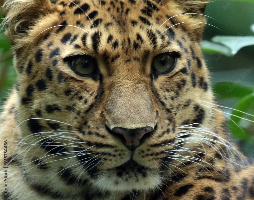 Fototapeta premium A gallery of nature’s finest: adorable, fierce, and fascinating animals from around the globe.