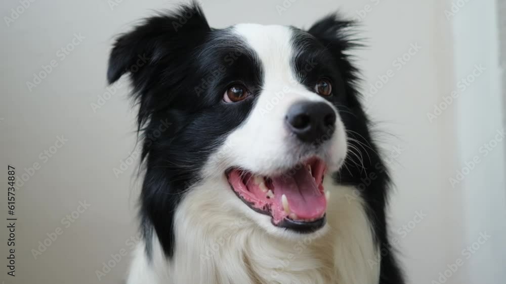 Funny emotional dog. Portrait of cute smiling puppy dog border collie on white background. Cute dog with funny face. Pet animal life concept. Love for pets friendship companion Funny emotional dog. Portrait of cute smiling puppy dog border collie on white background. Cute dog with funny face. Pet animal life concept. Love for pets friendship companion
