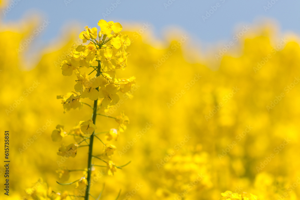 field full of rapeseed field full of rapeseed