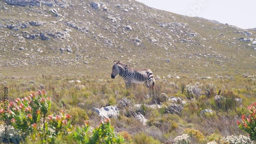 Wide of Mountain zebra standing green field with rocks at cape point national park