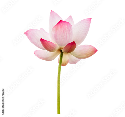 Pink Lotus flower isolated on white background. Nature concept For advertising design and assembly. File with clipping path so easy to work.