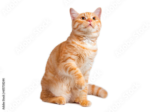 Beautiful cute orange cat isolated on white background. File contains clipping path so easy to work.