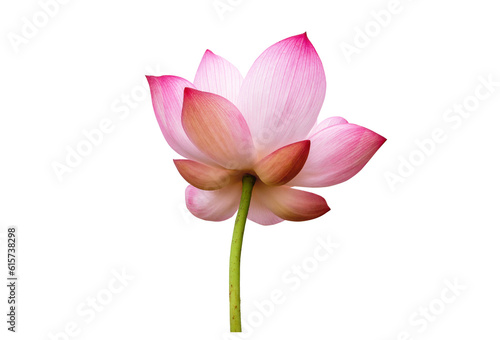 Pink Lotus flower isolated on white background. Nature concept For advertising design and assembly. File with clipping path so easy to work. © NOOMUBON PHOTO