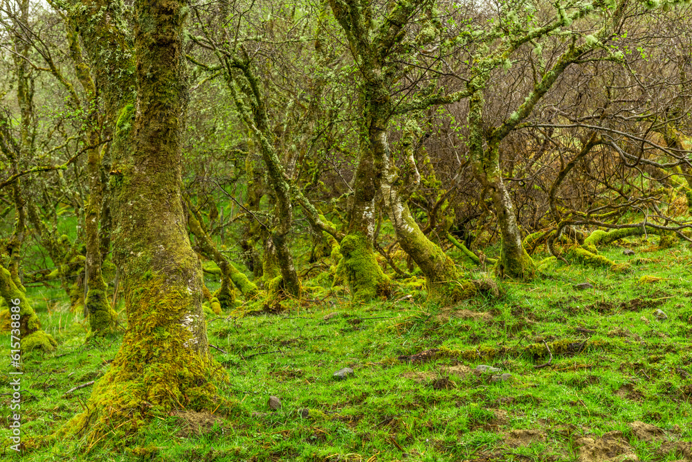 Amazing trees covered with moss,, view of Scottish landscape, Highlands, Scotland, Isle of Sky Amazing trees covered with moss,, view of Scottish landscape, Highlands, Scotland, Isle of Sky