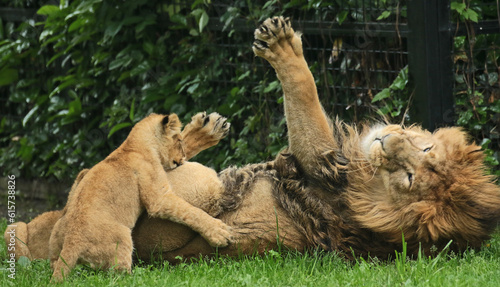 Photography Discover amazing animals – from fluffy pets to wild wonders – all captured in their cutest and most majestic moments