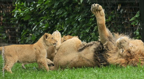 Photography Discover amazing animals – from fluffy pets to wild wonders – all captured in their cutest and most majestic moments