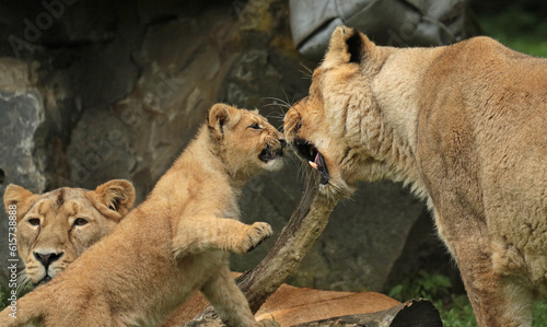 Photography Discover amazing animals – from fluffy pets to wild wonders – all captured in their cutest and most majestic moments