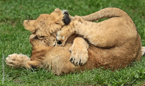 Canvas Print Discover amazing animals – from fluffy pets to wild wonders – all captured in their cutest and most majestic moments