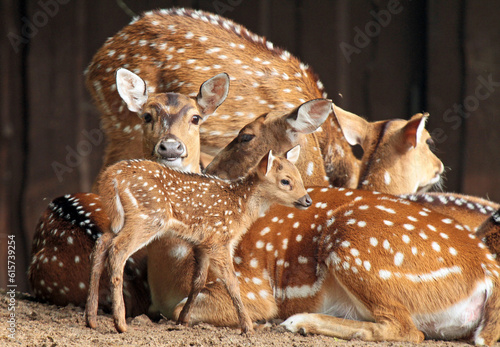 Photography Discover amazing animals – from fluffy pets to wild wonders – all captured in their cutest and most majestic moments