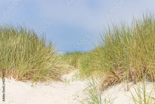 Landscape with sand dunes at nature reserve Wadden island Terschelling in Friesland province in The Netherlands