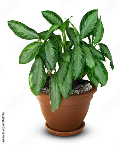 Cut out photo of evergreen home plant Aglaonema in ceramic pot. Back to nature concept. Room decoration herb. Green bush with creeping and branched stem and big leaves.