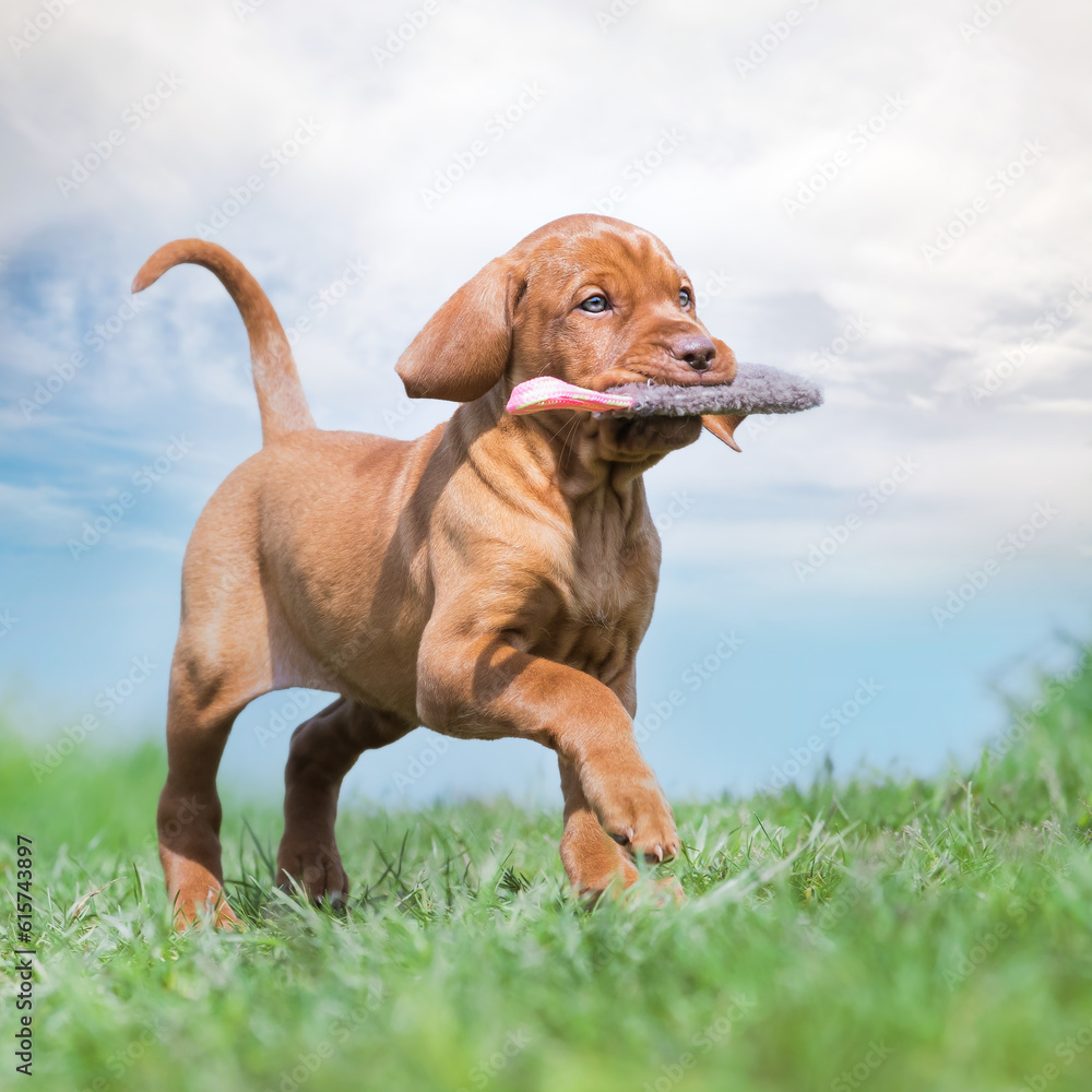 hungarian vizsla hungarian vizsla