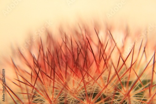 macro of cactus