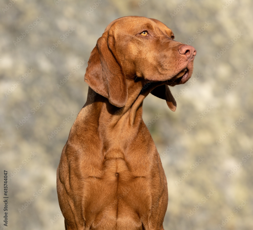 hungarian vizsla