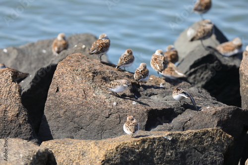 Canvastavla Little stint (Calidris minuta) in Japan