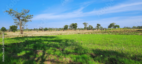 Natural View Paddy Field After Rice Harvesting With Blue Clear Sky