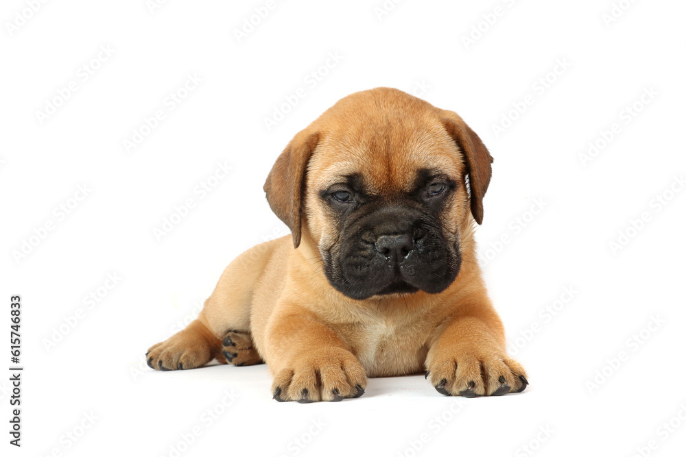 lying puppy bullmastiff isolated on white background