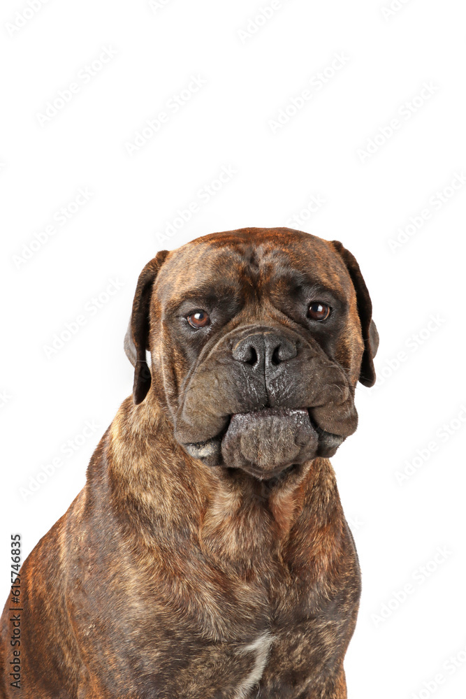 portrait of dog with funny face isolated on white 