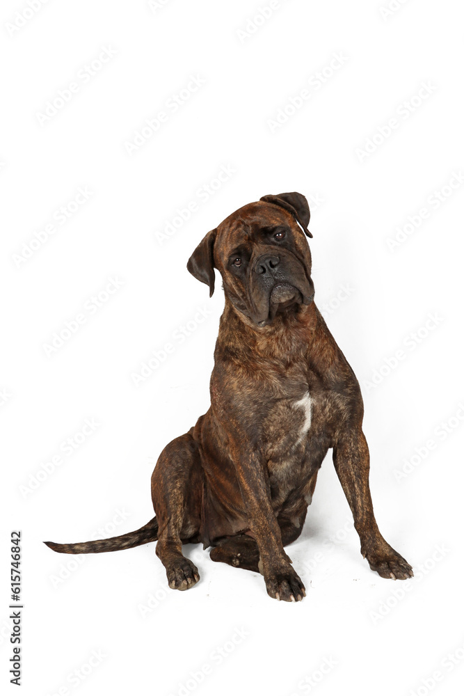 Obraz premium sitting bullmastiff dog isolated on white 