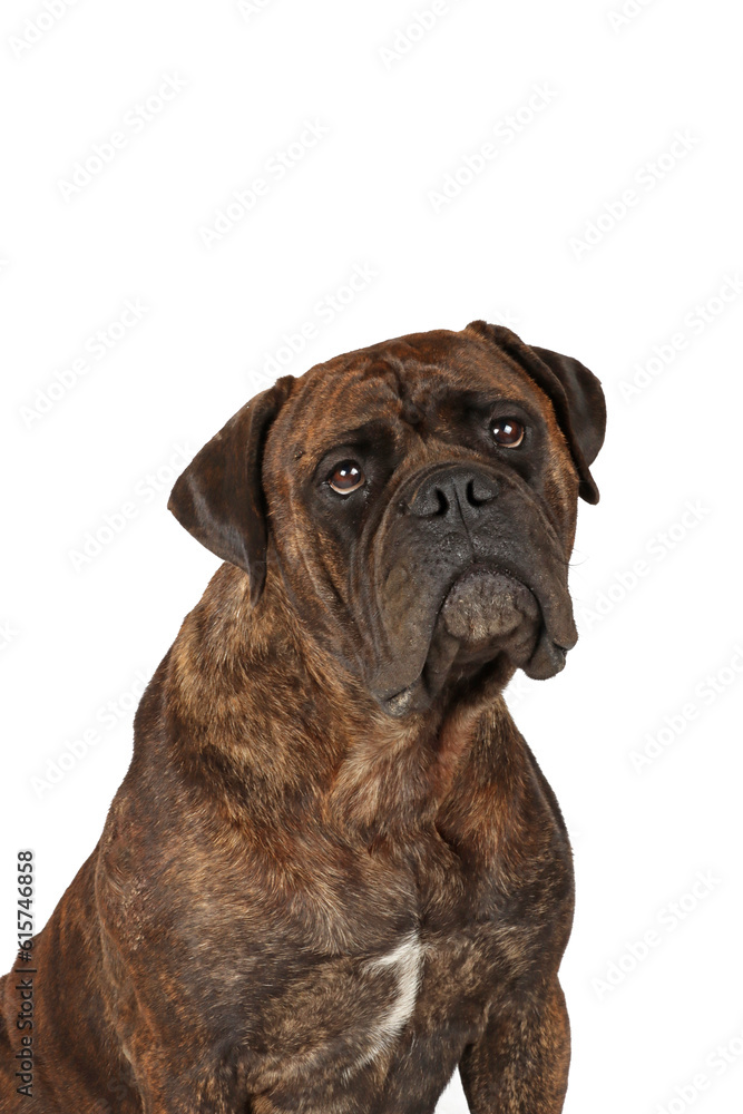 portrait of bullmastiff isolated on white background portrait of bullmastiff isolated on white background