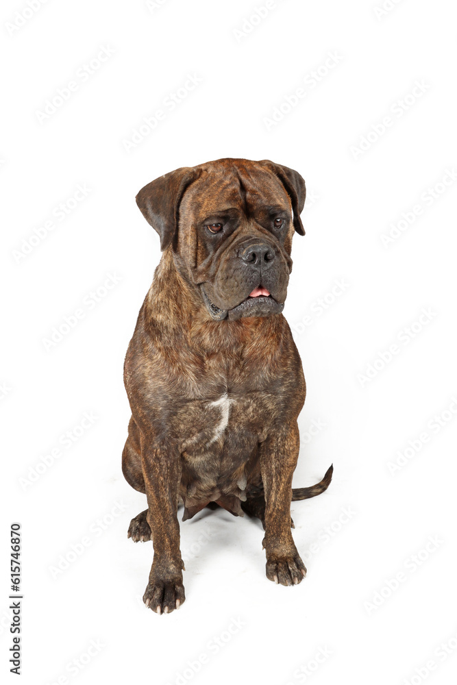 sitting bullmastiff dog isolated on white 