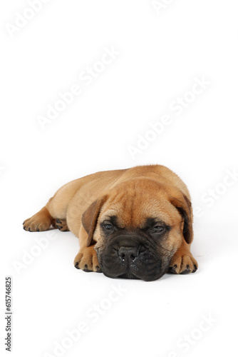 lying puppy bullmastiff isolated on white background © eds30129