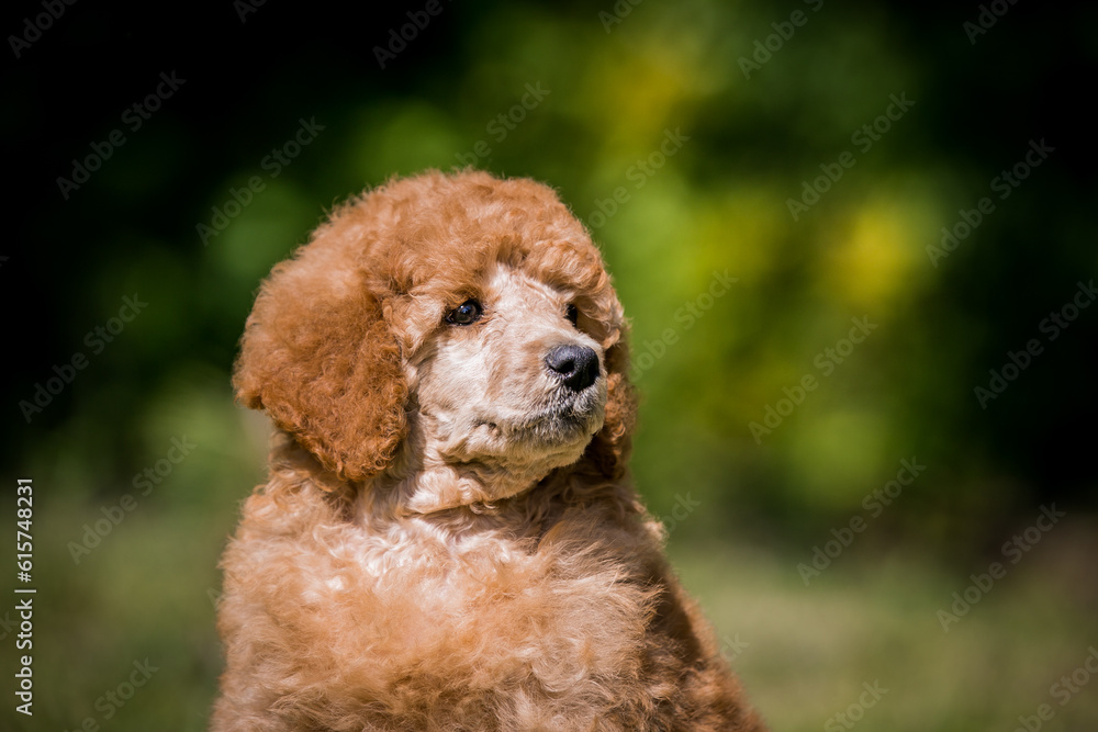 Beautiful red poodle in the colorful background. Dog in action. Toy poodle outside	
