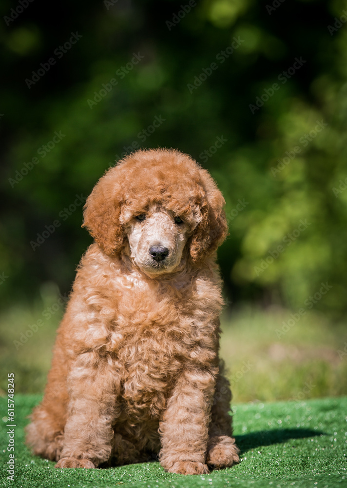 Beautiful red poodle in the colorful background. Dog in action. Toy poodle outside
Beautiful red poodle in the colorful background. Dog in action. Toy poodle outside