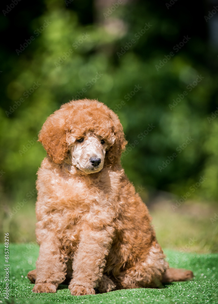 Beautiful red poodle in the colorful background. Dog in action. standart poodle outside	