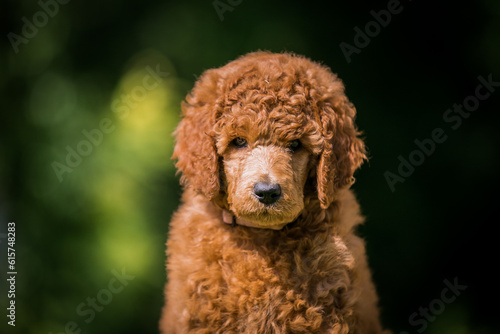 Beautiful red poodle in the colorful background. Dog in action. standart poodle outside  © Evelina