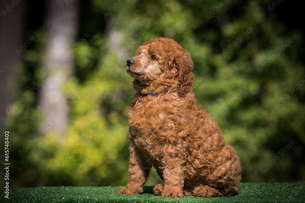 Poodle babies in kennel. miniature poodle puppy.. Dwarf poodle
Poodle babies in kennel. miniature poodle puppy.. Dwarf poodle