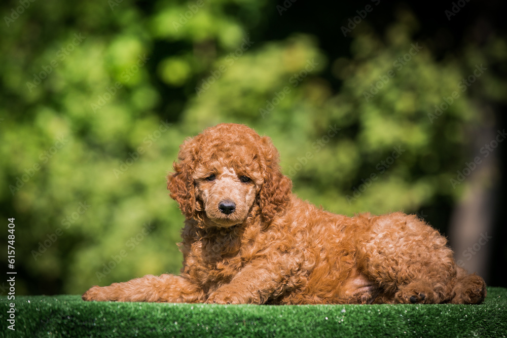 Beautiful red poodle in the colorful background. Dog in action. Toy poodle outside	