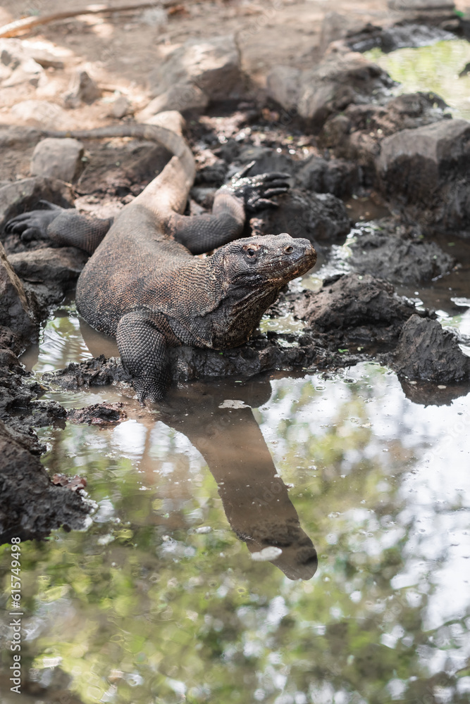 A large Komodo dragon lying near a pond and looking into the camera. A large Komodo dragon lying near a pond and looking into the camera.