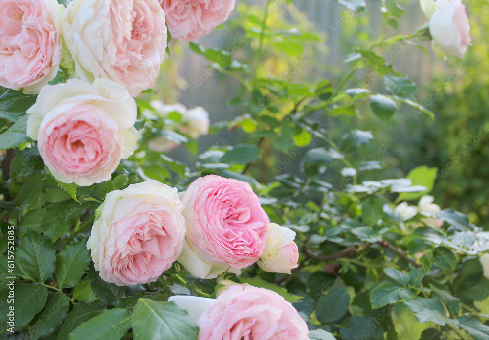 Rose bush in the summer garden