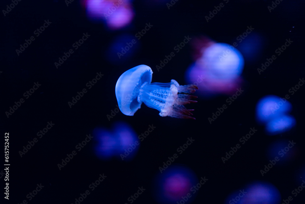 Obraz premium jellyfish in aquarium