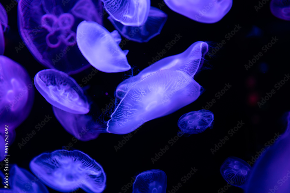 jellyfish in aquarium jellyfish in aquarium